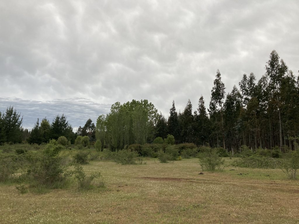 Predio sitio terreno en venta Hijuela El Porvenir sector Coreo Quilleco Camino a Santa Bárbara Los Ángeles
