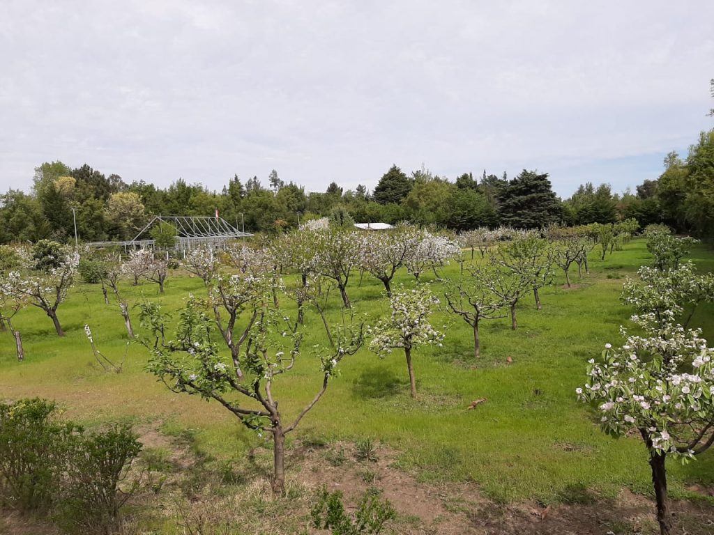Parcela barata Camino a Cerro Negro Quillón arboles frutales